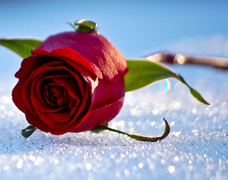 شاخه گل رز روی برف aks gol roz zemestan