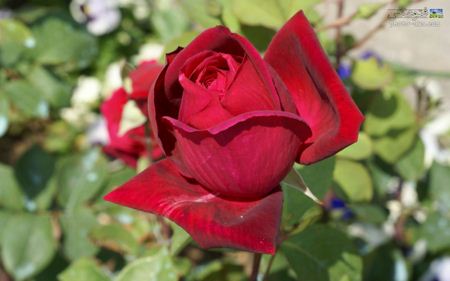 گل رز سرخ مخملی طبیعی aks gole roze makhmali