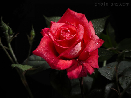 عکس گل رز طبیعی beautiful rose flower