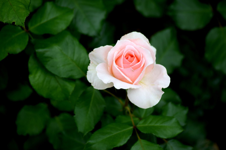 عکس تک شاخه گل رز زیبا pink rose bud