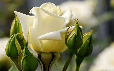 غنچه و گل رز سفید rose flower buds
