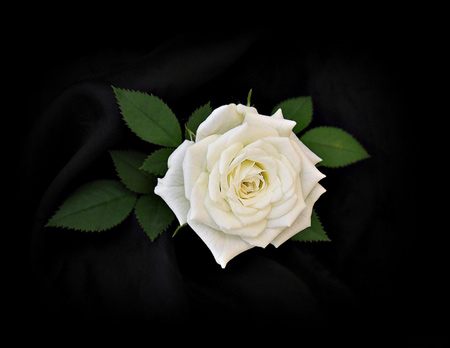 عکس گل رز سفید با زمینه سیاه rose flower white wallpaper