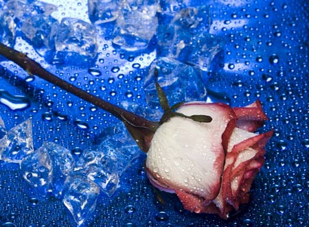 تصویر شاخه گل رز عاشقانه love rose flower