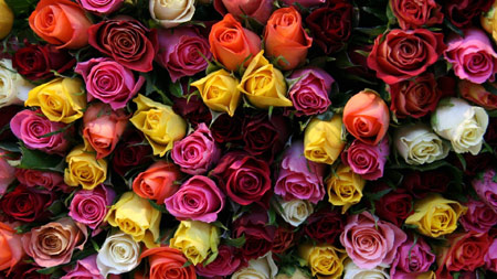 پس زمینه گل های رز رنگارنگ roses flower colorful