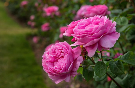 عکس باغچه گل محمدی rose flowers garden