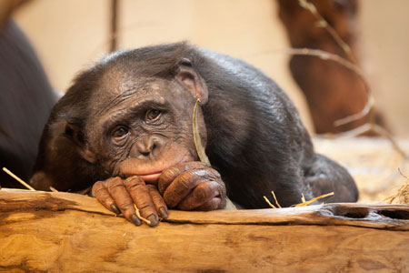 عکس میمون غمگین ناراحت sad monkey