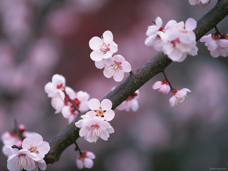 شکوفه های بهاری شاخه درخت blossom branch