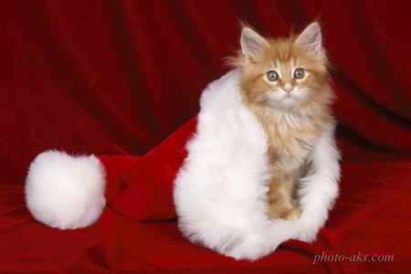 گربه بابا نوئل بامزه santa cut kitty