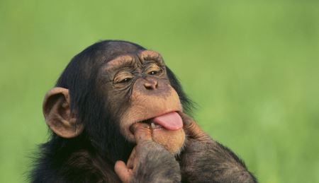 شامپانزه بانمک shampanzeh animal