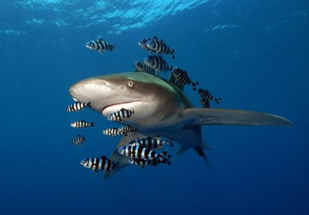 عکس کوسه همراه ماهی ها shark and fish