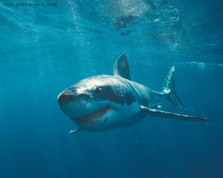 کوسه ماهی shark photo gallery