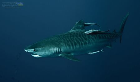 عکس کوسه در اعماق دریا shark wallpaper