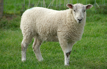 عکس گوسفند سفید sheep nature image