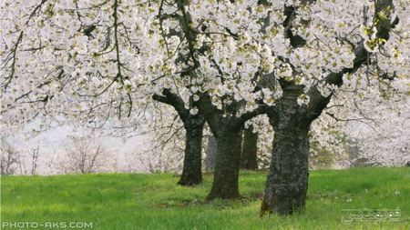 شکوفه های درخت بهاری سفید derakht shokofeh bahari