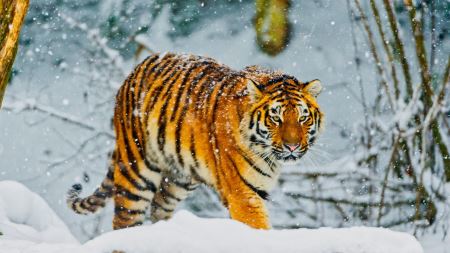 ببر سیبری در زمستان siberian tiger snow