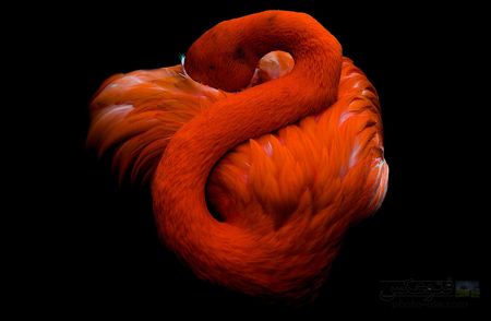 فلامینگو نارنجی در حال خواب orange flamingo 