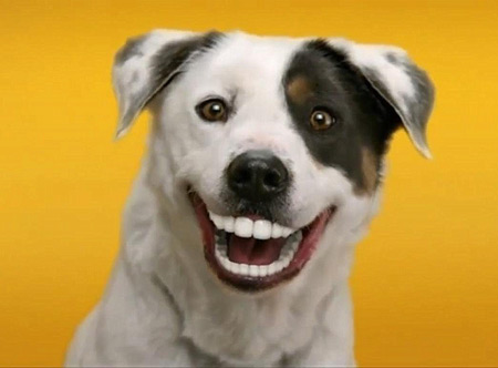عکس بامزه لبخند سگ smile dog picture