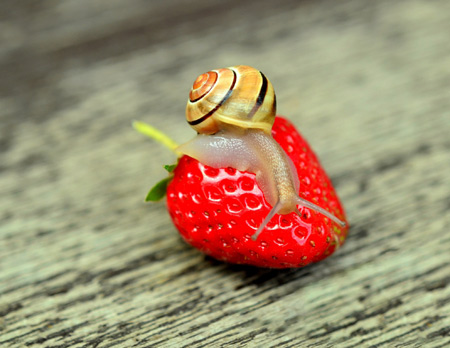 عکس حلزون روی توت فرنگی snail on red strawberry