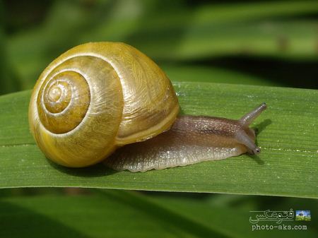 حلزون روی برگ سبز snail on leaf