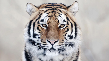 عکس صورت ببر بنگال bangal tiger face