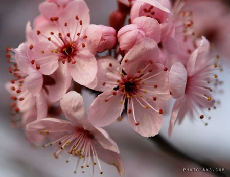 شکوفه بهاری spring bloom