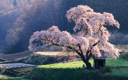 شکوفه های بهاری سفید spring japon