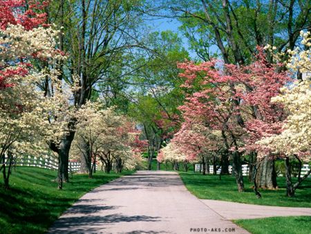 شکوفه های بهاری در پارک spring park