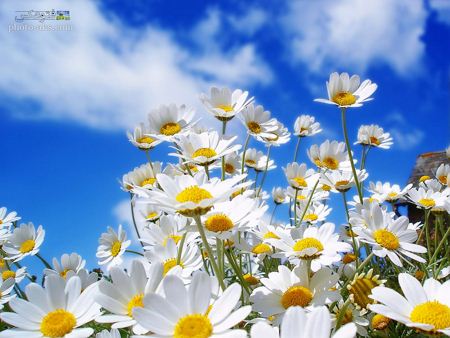 گل های سفید بهاری white flowers in spring