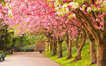 شکوفه درختان بهاری spring tree flowers