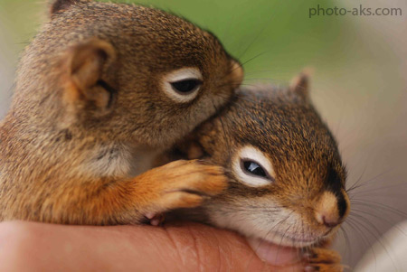 بچه سنجاب های بامزه squirrels baby cute