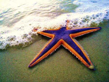 عکس ستاره دریایی بنفش زیبا starfish amazing on beach