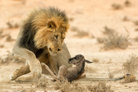 لحظه شکار شیر نر یال دار male lion hunt