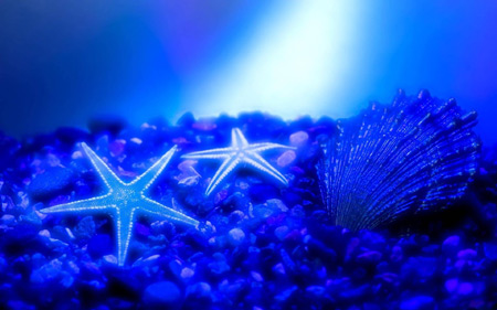 عکس ستاره دریایی و صدف آبی starfish blue wallpaper