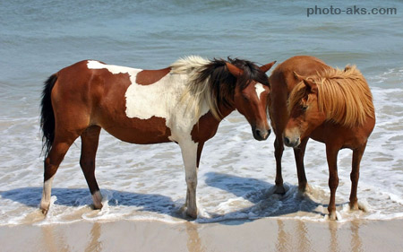عکس اسب قهوه ای در ساحل brown horse in beach