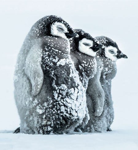جوجه پنگوئن ها در طوفان قطبی storm penguin baby