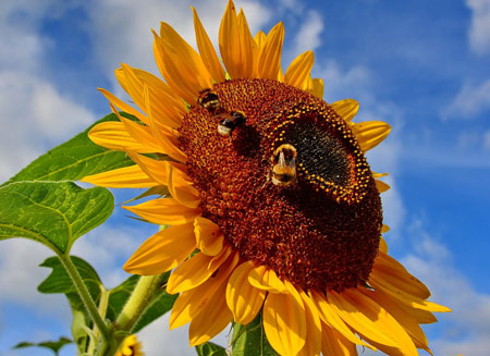 عکس گل آفتابگردان و زنبور عسل sunflower and bee