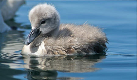 عکس جوجه قو روی آب swan baby swiming