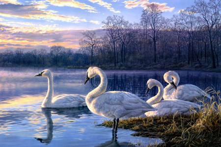 نقاشی بسیار زیبا پرندگان قو swan bird painting