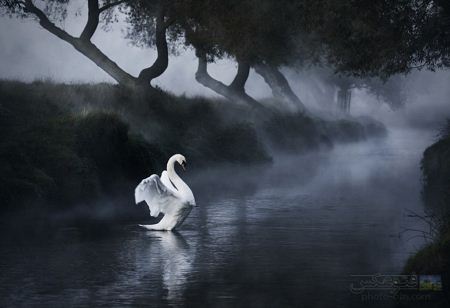 تصویر قوی سفید در دریاچه swan in lake