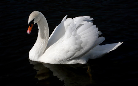 عکس قو با پس زمینه سیاه swan bird in water