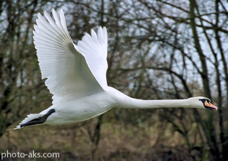 پرواز قو swan flying