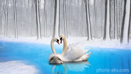 نقاشی قو ها در منظره زمستانی swans couple loyalty