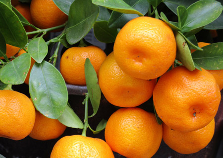 عکس میوه درخت نارنگی tangerines fruit branch