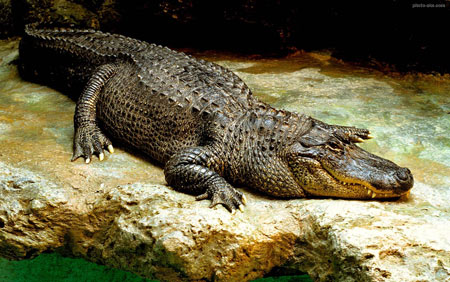 عکس تمساح بزرگ خطرناک temsah bozorg