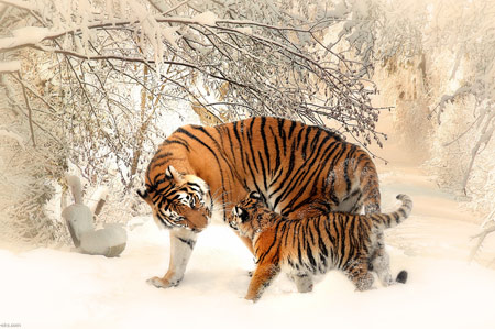 والپیپر زیبای ببرها زمستان برفی tiger baby mother