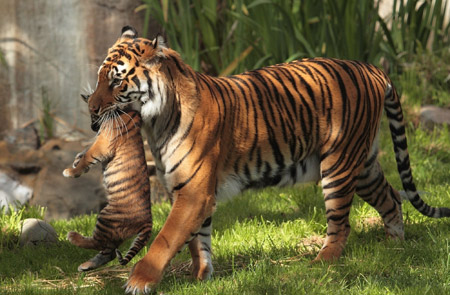 عکس ببر مادر درحال حمل توله ببر tiger baby wallpaper