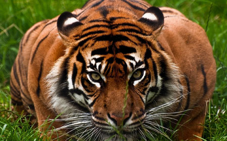 عکس ببر در کمین شکار tiger face animal