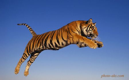 ببر در حال پرش tiger in jumping