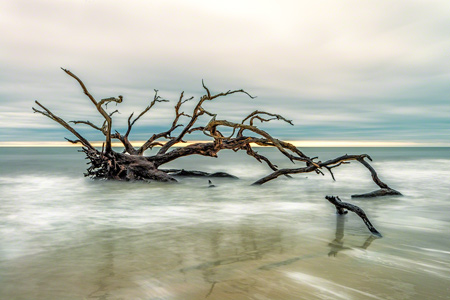 درخت خشکیده در ساحل دریا tree sea beach