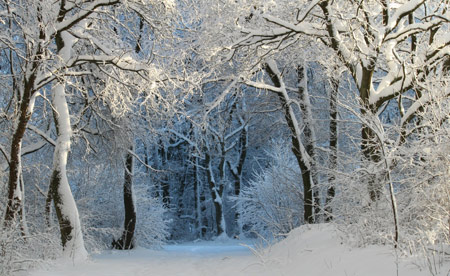 منظره زیبا جنگل پوشیده از برف tree snow winter wallpaper